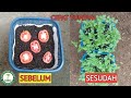 cara semai tomat dari buah segar menggunakan wadah bekas, how to tomato seedlings from fresh fruit