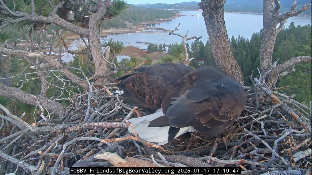 Jackie and Shadow test out the new delivered fluffs | 1.17.26