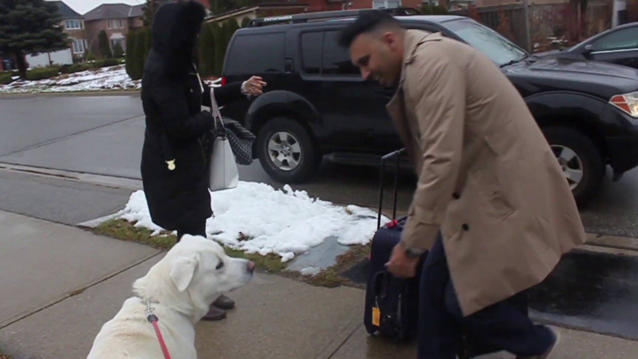 Dog sees owners after one week!!! - YouTube