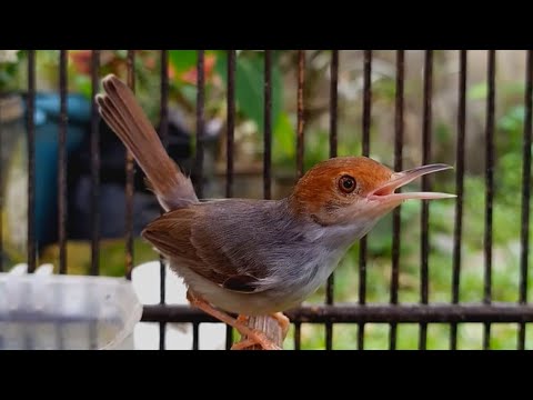 Prenjak Betina Gacor Tir Ngetir Rangsang Bunyi