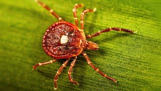 Life-threatening meat allergy caused by tick bites is on the rise