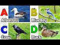 ABC Birds Sounds 356TH1 | Nursery Rhyme for Kids | Koko Study Class