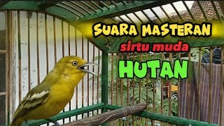 tidak terduga suara sirtu cipoh muda hutan| bisa untuk masteran