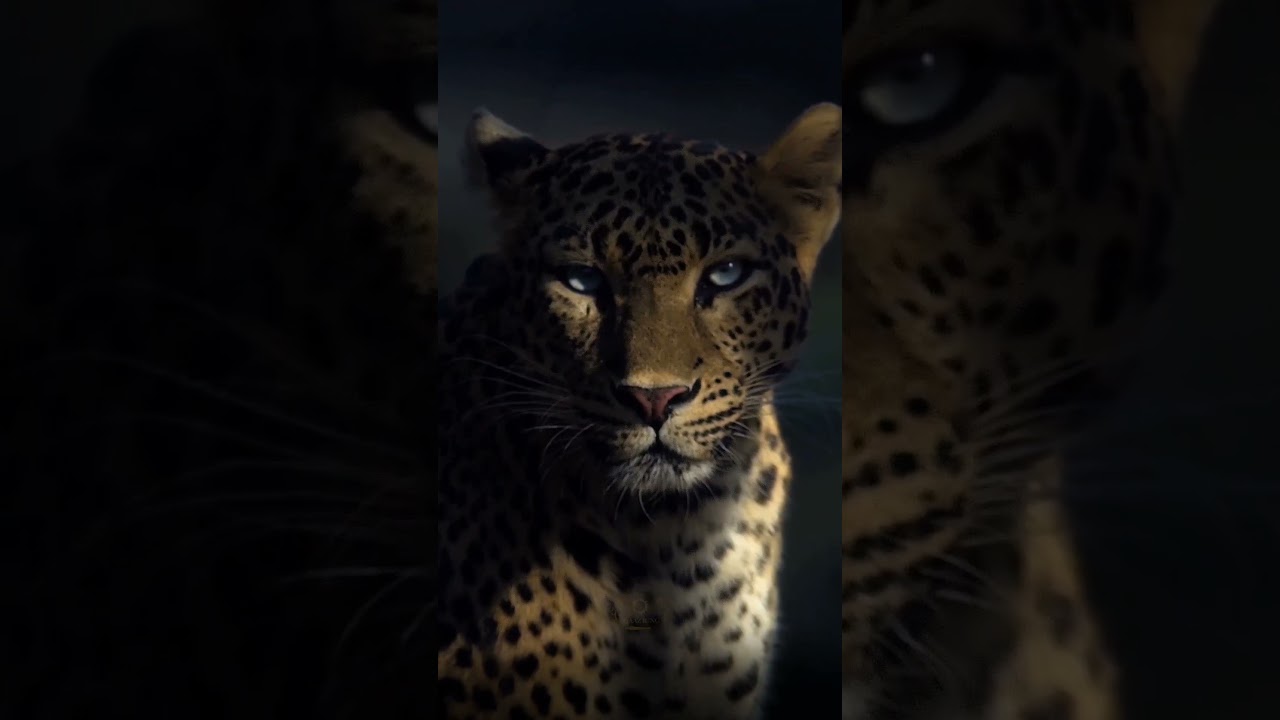 The lure of a leopards eyes. No force more magnetic, no gaze more hypnotic. 