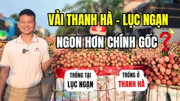 Vải Thanh Hà Trồng Tại Lục Ngạn - NGON HƠN CHÍNH GỐC ?!
