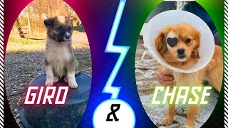 Meet my adopted Dogs / Rescue Dogs Adoption Story #dogs #adopteddog