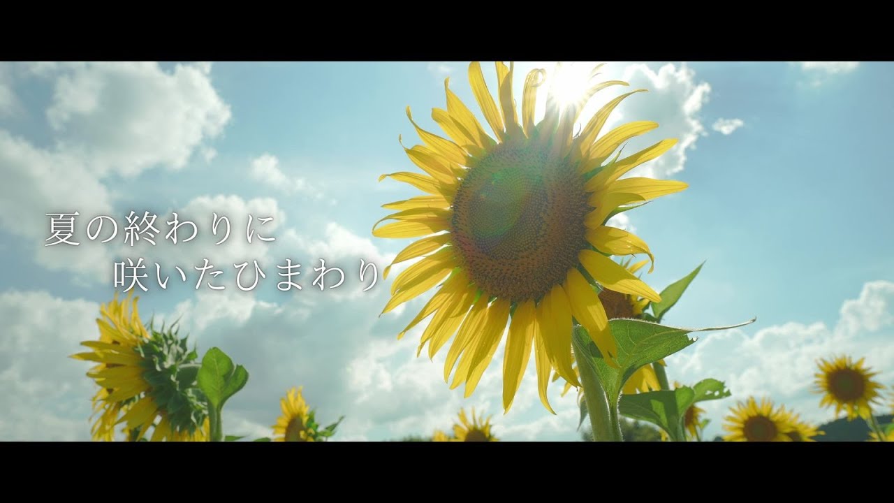 22年 夏の終わりに咲いたひまわり 奈良家園五條市上野町ひまわり園 Youtube 22年 夏の終わりに咲いたひまわり 奈良家園五條市上野町ひまわり園 Youtube