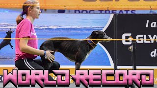 Spitfire the Whippet Records the Indoor Iron Dog WORLD RECORD at the DockDogs World Championships