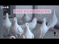 White racing pigeons