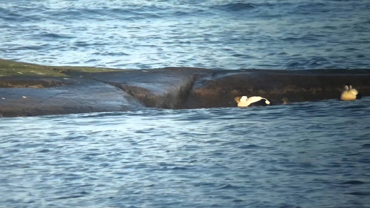 Haahka - Eider 210514 Pori, Finland