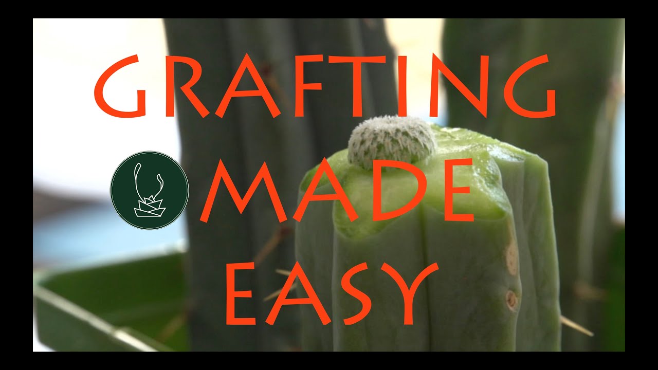 Cactus Grafting | Adam Dawidczyk【TCSC Monthly Meeting】20200616