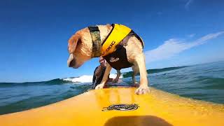 Barking all the way out to catch a wave.Surfing has gone to the dogs. @charliesurfsup5095