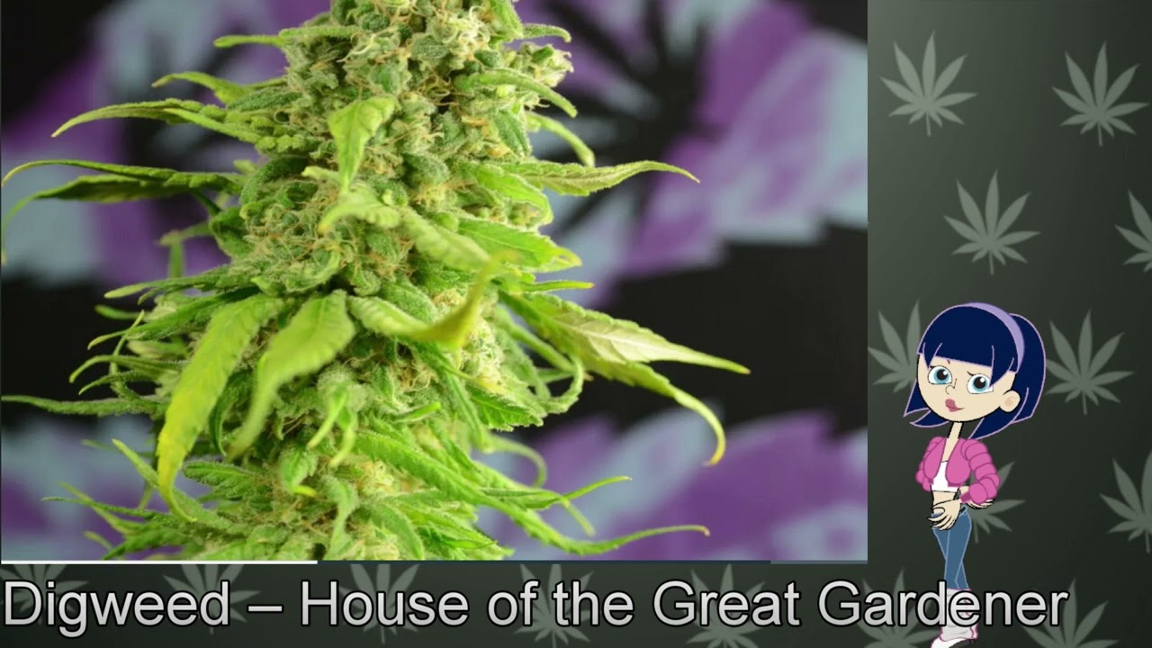 Digweed – House of the Great Gardener