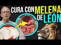 🦁 MELENA DE LEON Nutritiva Y Medicinal - Oswaldo Restrepo RSC