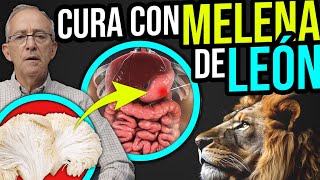 Nutritious and Medicinal LION'S MANE  Oswaldo Restrepo RSC