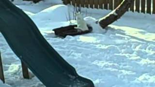 Cat Sledding 5