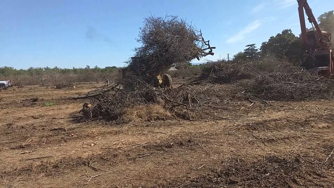 Chipping the orchard in Durham, California!