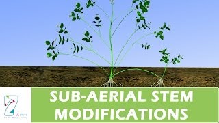 SUB-AERIAL STEM MODIFICATIONS