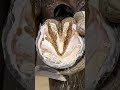 Hoof Cleaning #hoofcleaning #satisfying #farrierlife #horsecare #horse