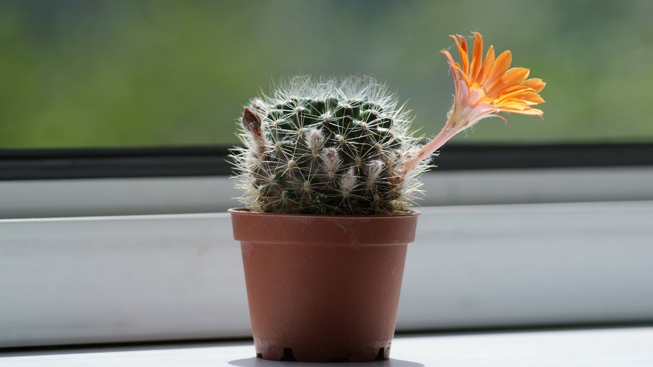 サボテンの花 - チューリップ 財津和夫（フル）