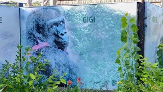 Franklin Park Zoo Boston Massachusetts | 2023 Tour! 🦍🦒