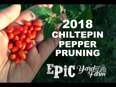 วีดีโอ: การปลูก Chiltepin – วิธีดูแลต้นพริก Chiltepin