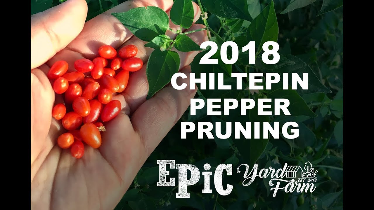 2018 Chiltepin Pepper Pruning – Tempe, Arizona