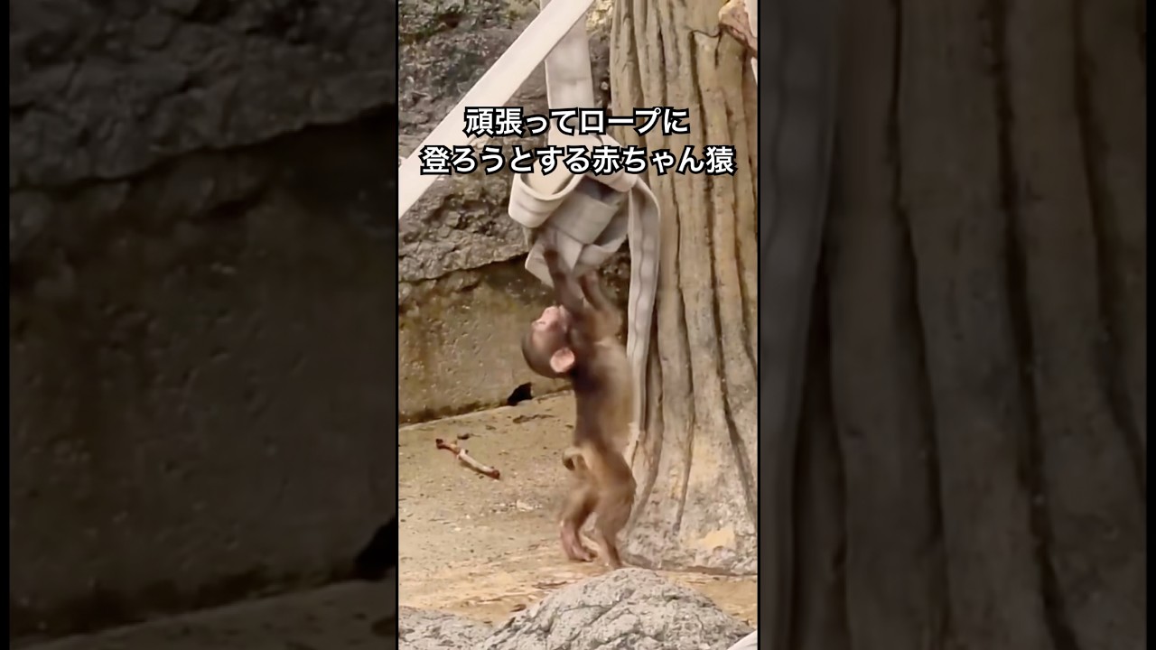 頑張ってロープに登ろうとする赤ちゃん猿