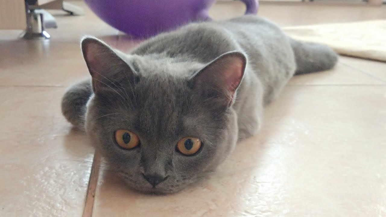 British Gold Kedi
