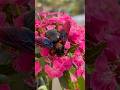 This is a huge bee 👀 #carpenterbees #relaxing #nature #waterfall