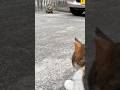 夕方の猫。猫親子。ミケ母さんと細マッチョ。#地域猫