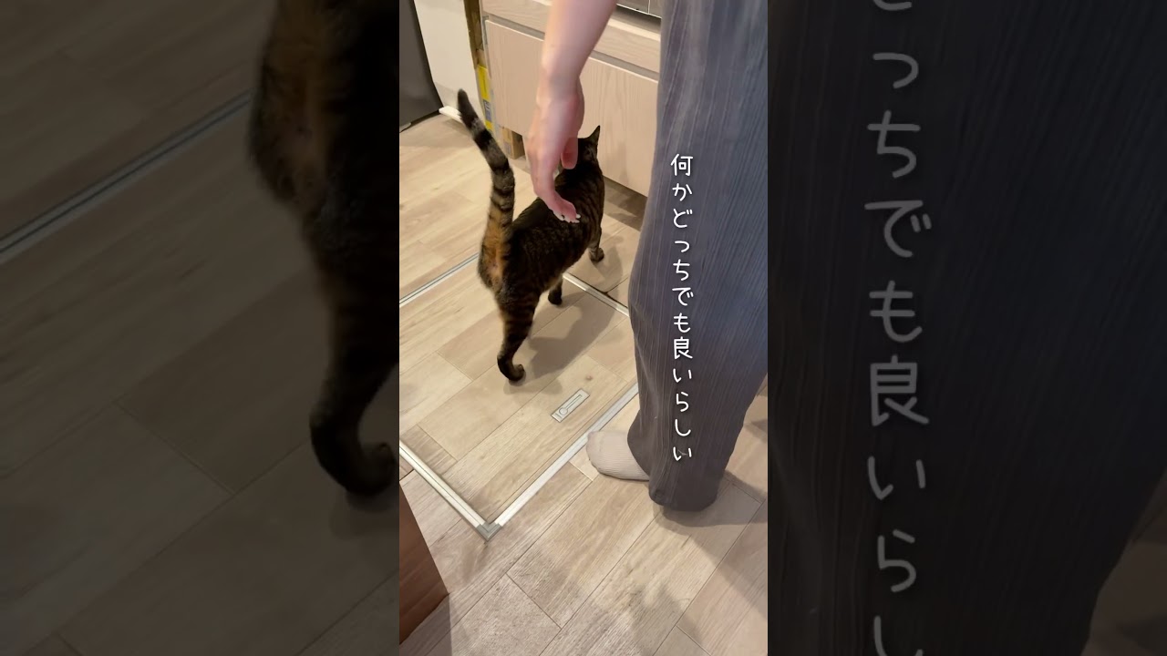 末っ子が寝てる時はめちゃくちゃ甘えん坊になる保護猫が可愛すぎる…