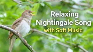 Relaxing Nightingale Song with Soft Music screenshot 3