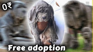 Free neapolitan Mastiff puppy | neapolitan Mastiff for free adoption (Best Quality) *Heavy Bone*