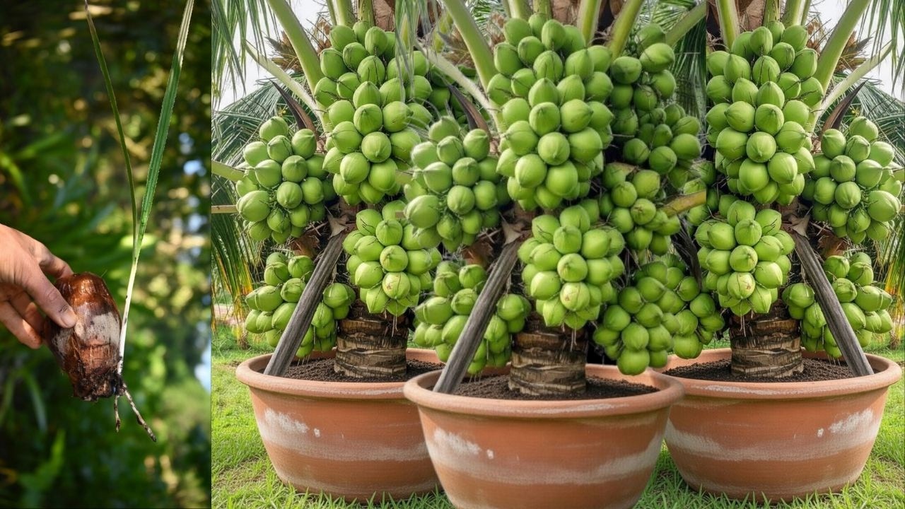 Grow Coconut Tree Faster Using Aloe Vera | Secret Trick for Early Coconut Fruits
