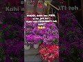 FOOLWATI 🤣🫣 #flowers #fool #funny #laugh #youtubeshorts #trending #girl #couple #comedy