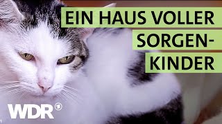 Ausgesetzt und schwer verletzt: Wird die Katze überleben? | S02/E04 | Hallo Tierheim | WDR