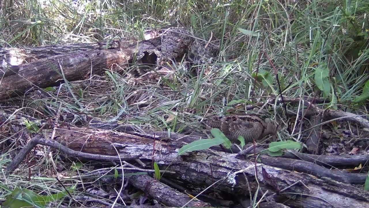 Chocha perdiz, becada, fototrampeo, trail cam. Partridge woodcock.