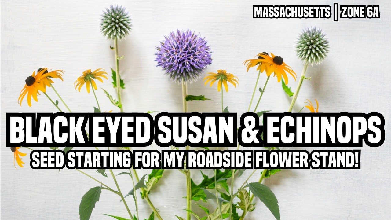 Seed Starting Black Eyed Susan & Echinops | For Bouquets & Drying