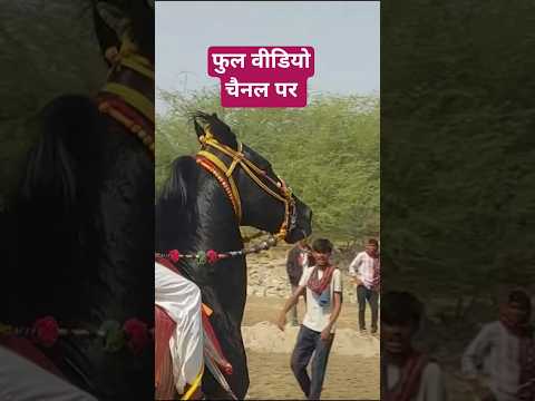 47 Speed वाला Legend Sindhi Horse | Sheru Pokhran Wala Story. बालोतरा घोड़ा मेला 2026 Tilwada Market