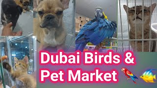 Dubai Birds & Pet Market Tour 2025 Exotic Pets, Birds, Cats & Dogs In Dubai