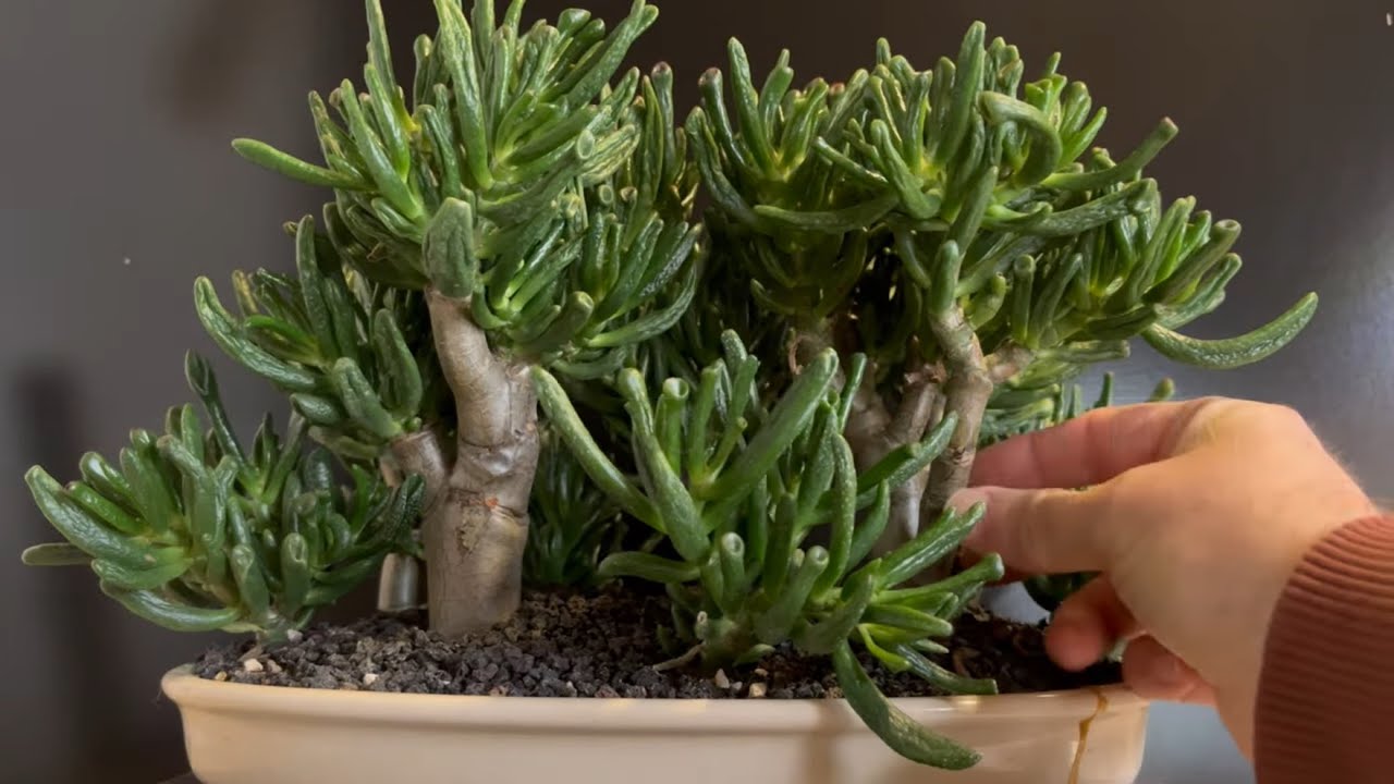 Бонсай из нефритового дерева Голлум, сильная обрезка