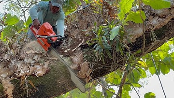 It’s so Hard !! Logging 2 towering trembesi trees.
