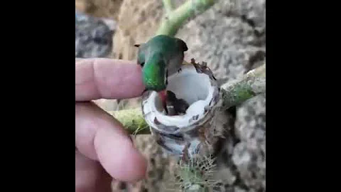 Крошечная колибри кормит ещё более крочечных птенцов.