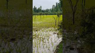 field