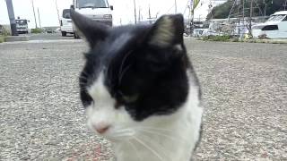 子猫を見つけて撮ってると野良猫が集まってくる