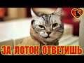 Коварная месть кота за грязный лоток! Забыл поменять наполнитель в лотке у кота. Кот устал терпеть и