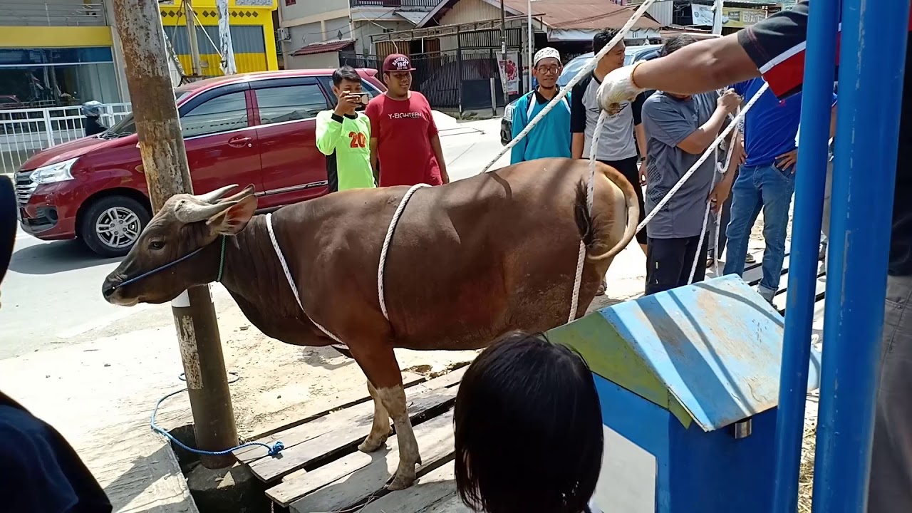 Cara Merebus Jantung Sapi - Cara Memasarkan Daging Sapi - YouTube