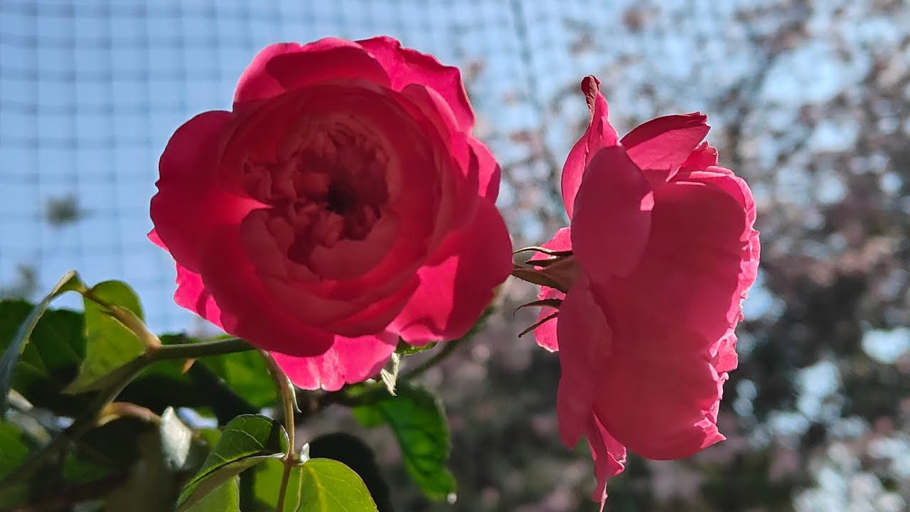 Sunny Day Live by Flowers by Satya ☀️