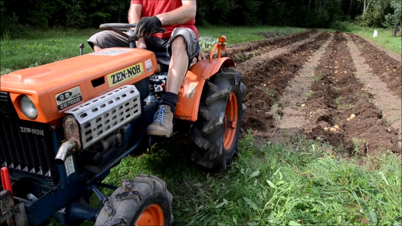 Potatoes harvesting